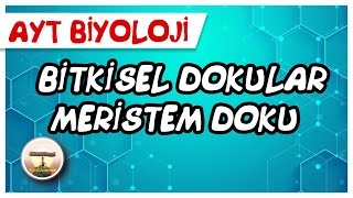 AYT Biyoloji | Bitkisel Dokular / Meristem Doku #sayfa184