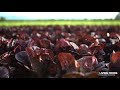 Living foods salad factory  new zealand