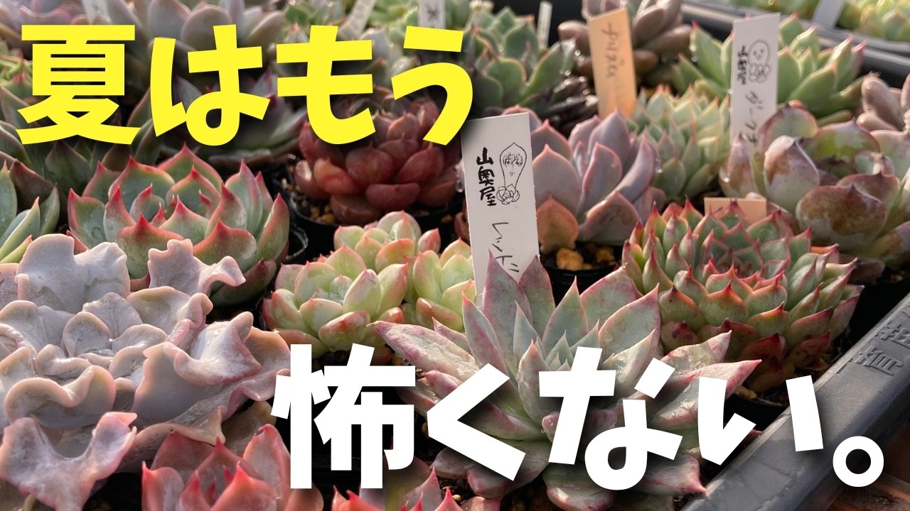 Succulents] Must-watch for those afraid of summer! How to make
