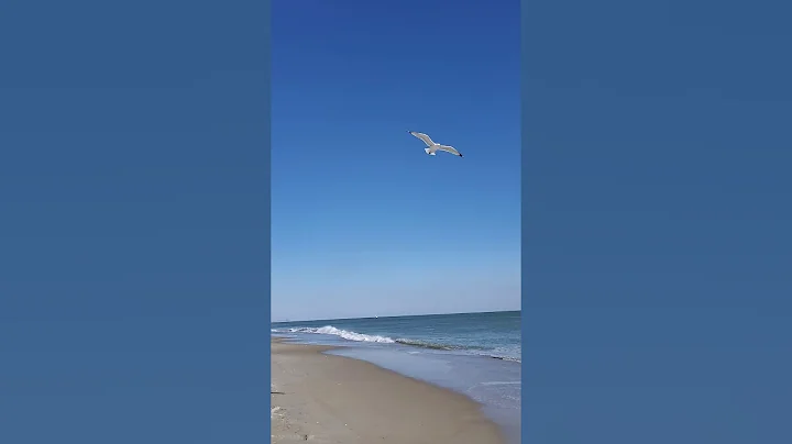 Susan Ledbetter Bird Seeds March 7, 2020