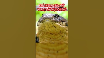 Điều Gì Khiến Con Người Rất Sợ Hãi Hai Loài Rắn Hổ Mang Chúa Và Rắn Hổ Mang Xiêm #shorts  #snake