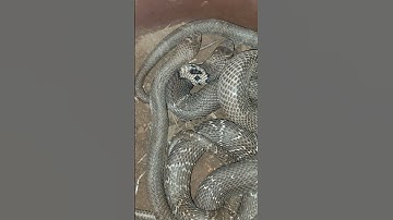 Thanh bắt nhầm tổ rắn hổ mang #cobra #snake #rắnhổmang