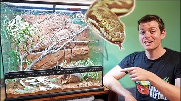 Stimsons Python Enclosure Setup!