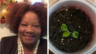 Episode 357: How To Pot-Up Red Texas Star Hibiscus Seedlings Using The Two Cup Method.
