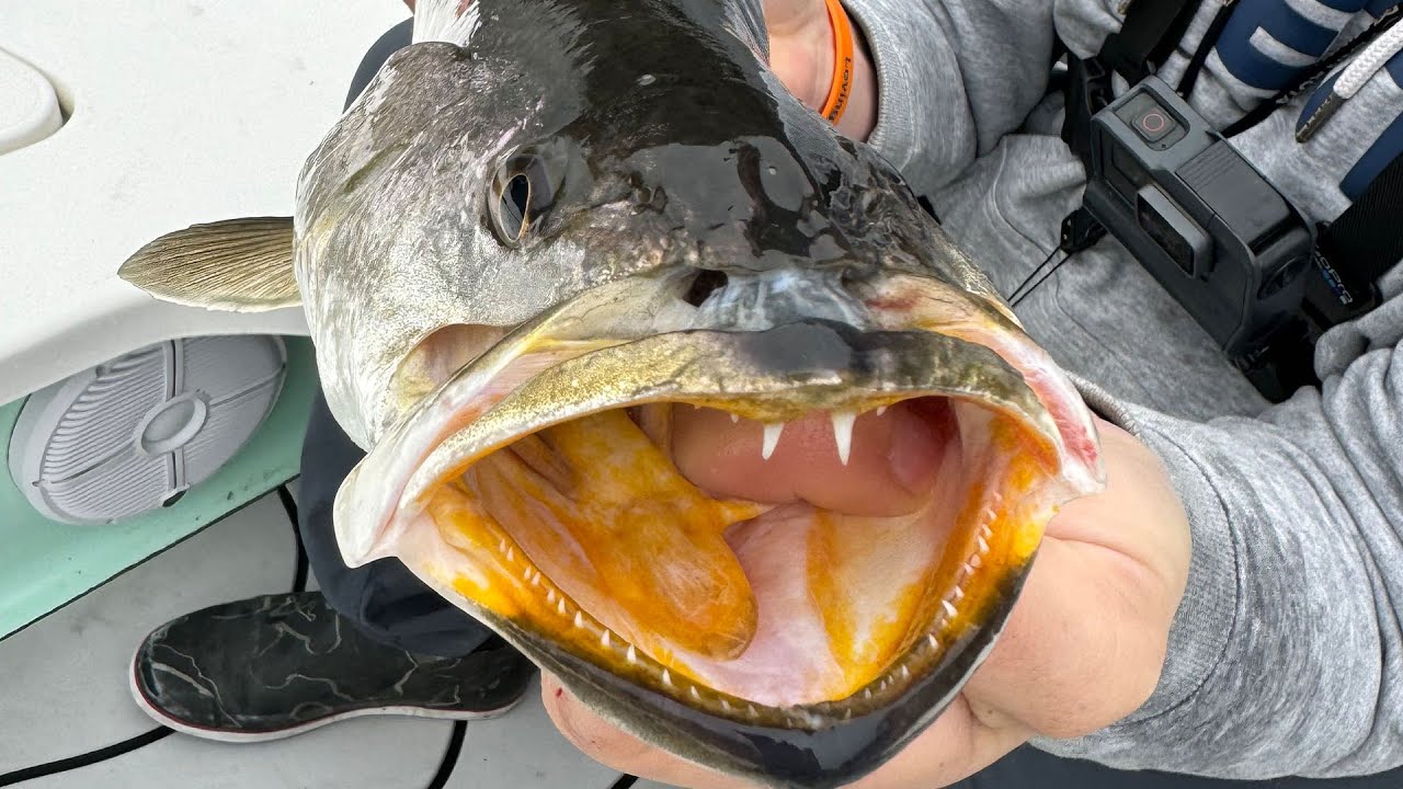 Catch More GATOR Trout (Most Effective Lure) Catch More GATOR Trout (Most Effective Lure)