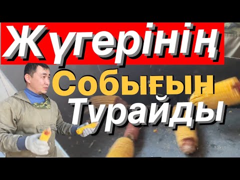 Бейне: Көгерген жүгері тұқымдары