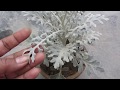 Beautiful Dusty Miller Plant | Silver Floral Decorative Plant | Urdu/Hindi