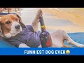 🤣 Funniest Dogs 🐶 Video compilation  - Try Not To Laugh  🤣 2020 #24