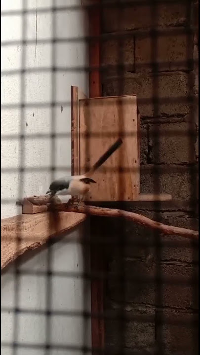 Cendet full isian kenari