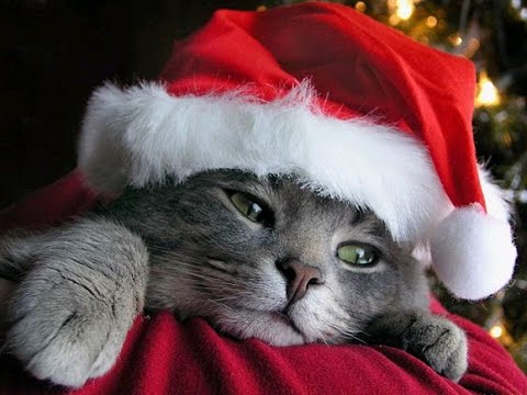 Cute Christmas Cats Compilation [ Must See ] Cutest Kittens Video Ever Part  2 - Youtube