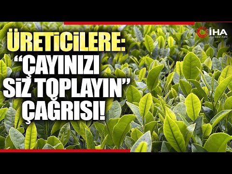 1. Sürgün Yaş Çay Kampanyası İçin Geri Sayım Başladı