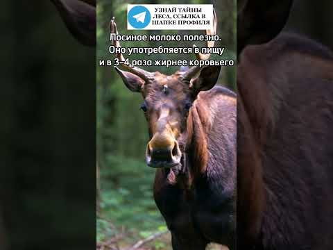 Лосиное молоко полезно #лось #лоси #животные #лес #природа