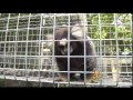 Jungle friends primate sanctuary on tv20