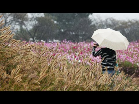 ผลสลากกินแบ่งรัฐบาล วันที่ 1 พย. 2567