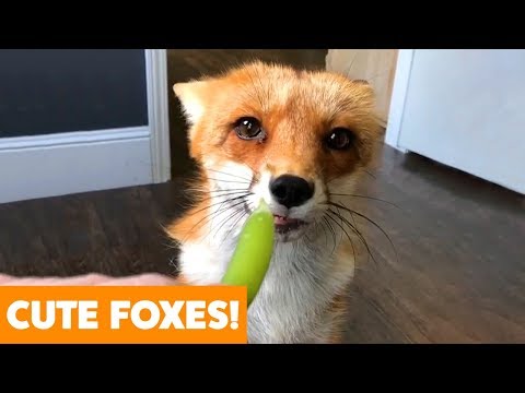 funny-adorable-foxes-|-funny-pet-videos