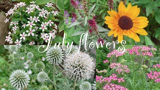 《7月の花》ガーデニング*暑さに負けない花《T's Garden》