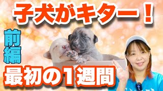 子犬を迎えて1週間　やっちゃダメな事　大事なことは○○だった【ドッグトレーナ解説】前編　【子犬の育て方#11】