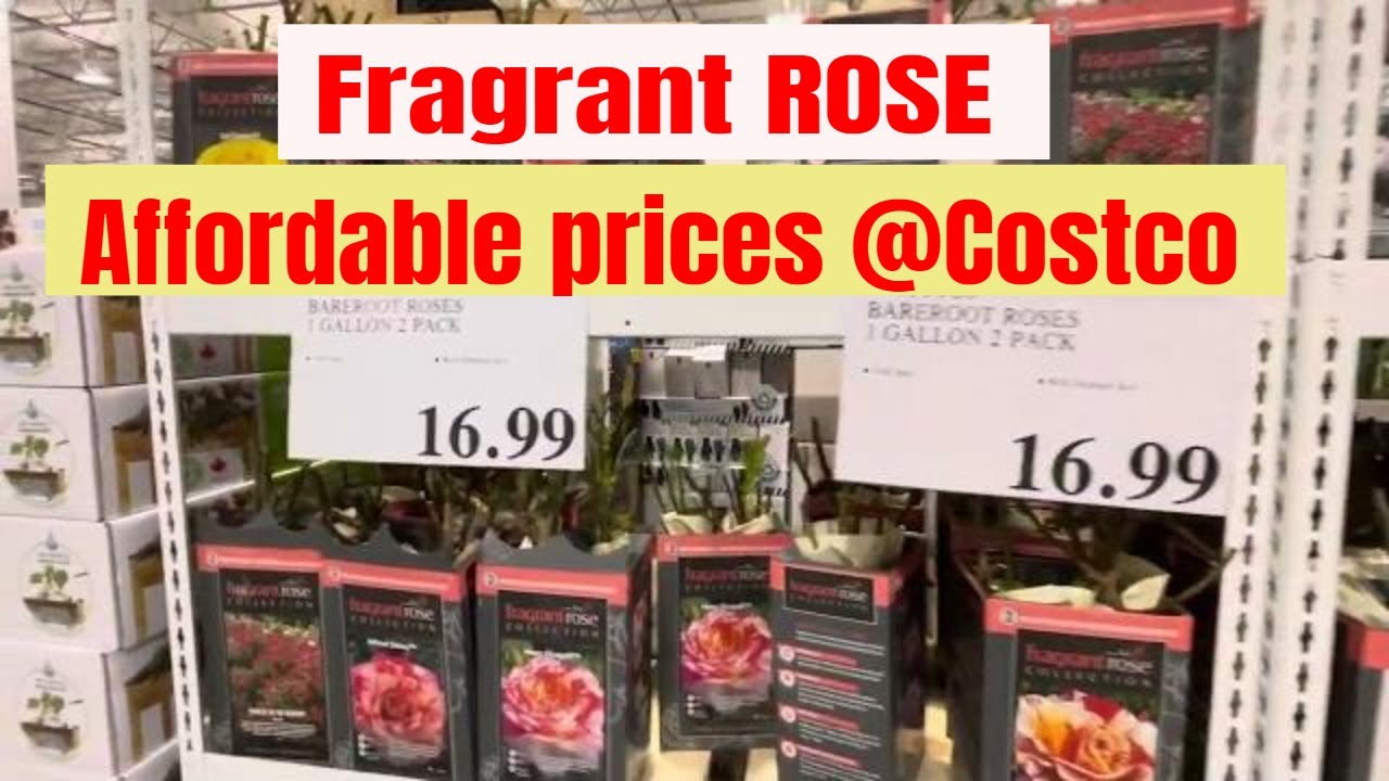 Fragrant Rose Collection Costco