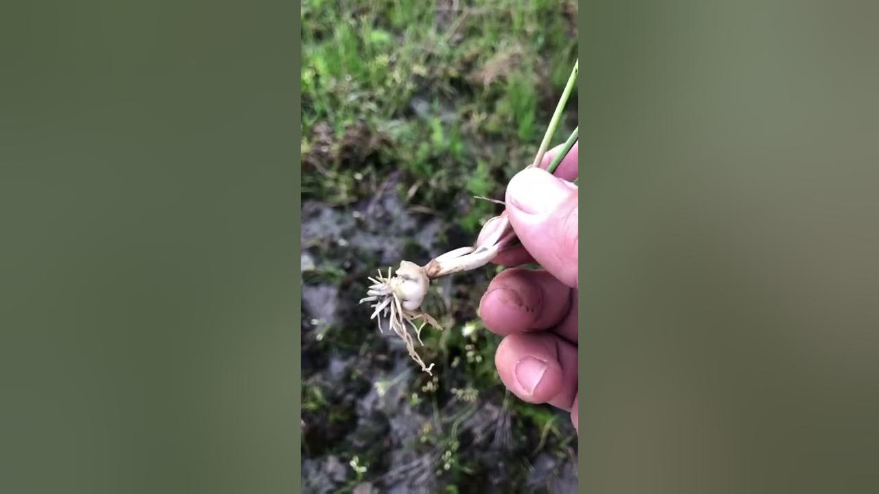 The difference between wild onions and crows poison! YouTube