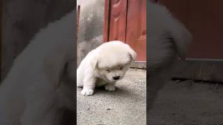 ??wow kitna cute puppy? shorts viral doglover cutepuppy