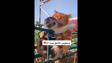 بسبوس عاشق بسة ويدلعها بسبوسه 