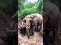 #viralvideo #foryou #food #asmr #reelsvideoシvideo #shorts #animals #reelviral   #sealife