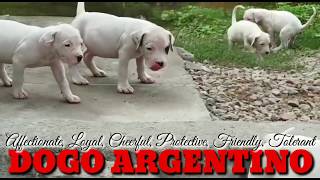 PureBreed Dogo Argentino: Big Game Hunting, Service Dogs, Military Dogs,  Police Dogs, Schutzhund