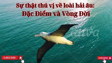 Sự thật thú vị về loài hải âu Đặc Điểm và Vòng Đời