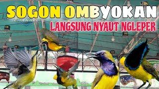 SIMULASI LOMBA SOGOK ONTONG