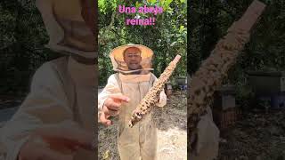 #apiculturacuilapa #abejas #apicultura #bee #honey #ottoRosales