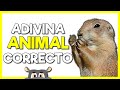 ADIVINA el ANIMAL Correcto 🦍🐮🐰 Test de 60 preguntas sobre animales