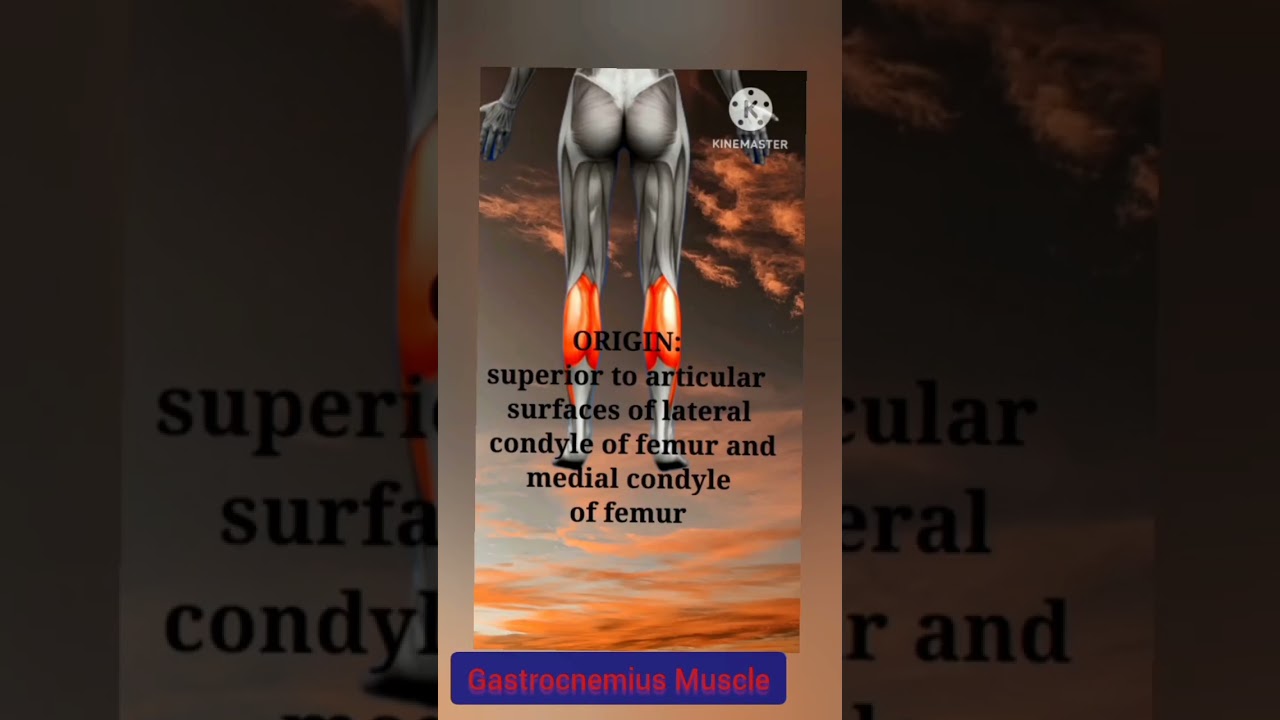 Calf Muscle In Action 