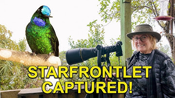 Endemic Hummingbird of the Santa Marta Mountains