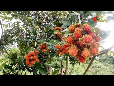 ভিডিও: ক্লোম বীজ রোপণের সেরা সময় কখন?