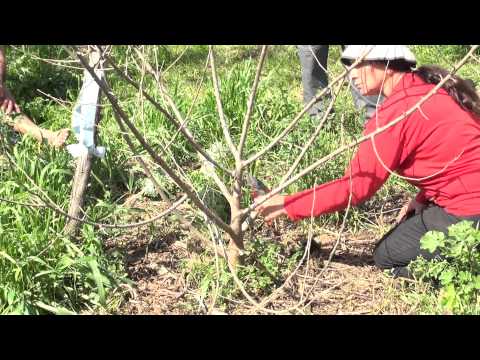 איך לגזום עץ תות (קורס עומק, יער מאכל קדרון)