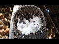 かご猫 x 背負いかご　Cat basket　2014#13