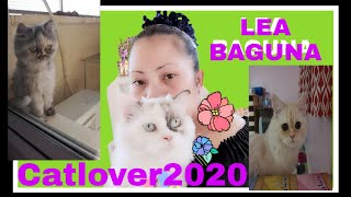 My Cute Baby Kitten Cat Channel