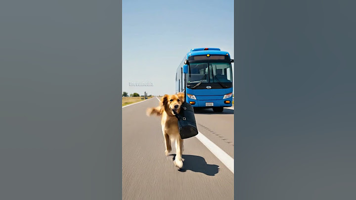 Hero Dog Saves A Bus Full Of People!