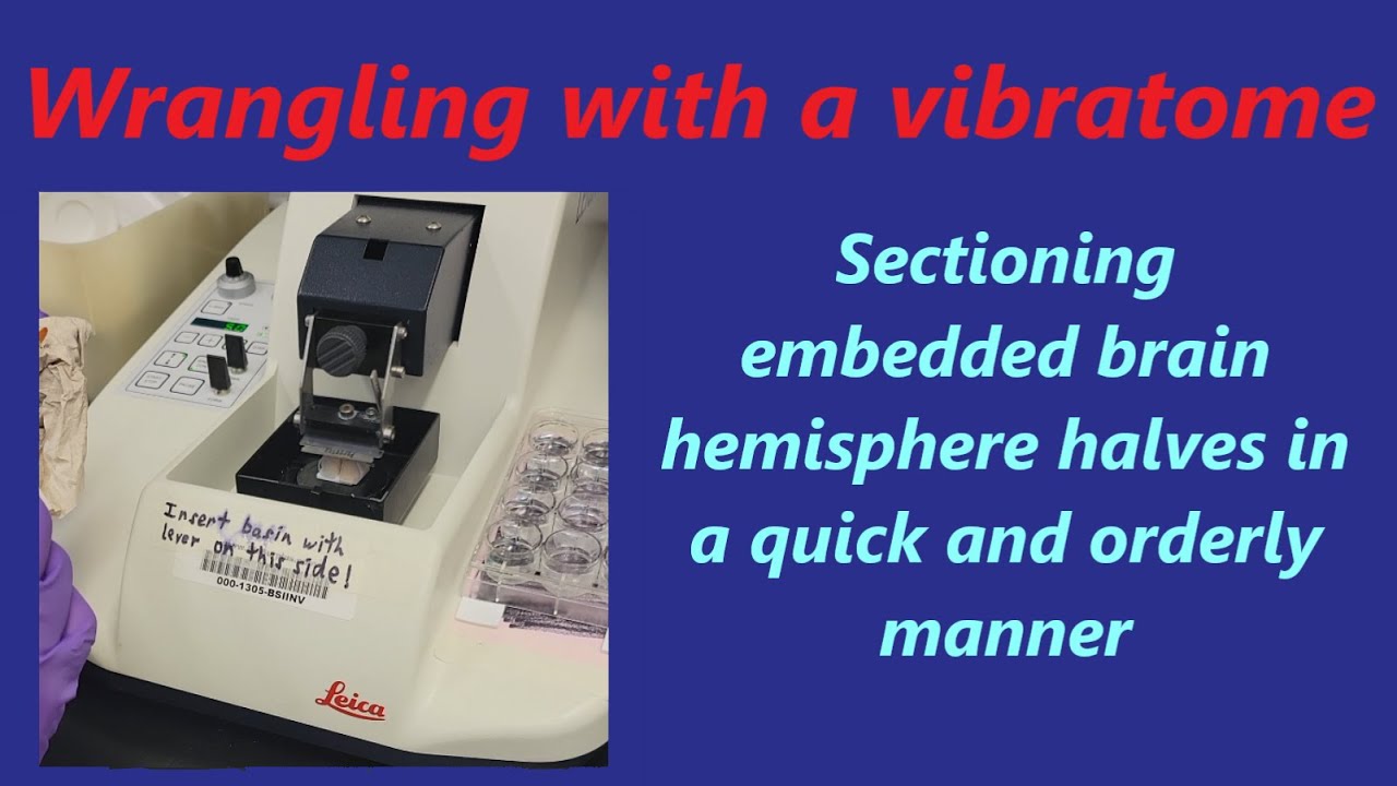 How to section whole brain hemispheres with a vibratome