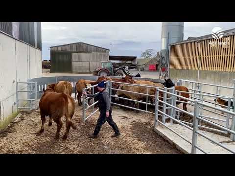 New modern handling facility on a beef finishing enterprise in Co. Kildare