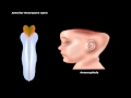 Usmle step 1 neuroscience development of cns animation