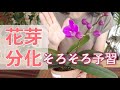 【9月の胡蝶蘭】残暑対策とお花の準備を始めましょう
