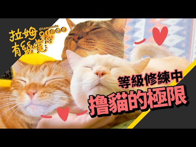 ►拉姆有幾噗◄ 奴性堅強的撸貓制霸！被咬也要摸┃Cats petting challenge ♧