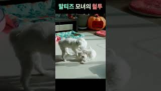 말티즈 모녀의 혈투 #Shorts