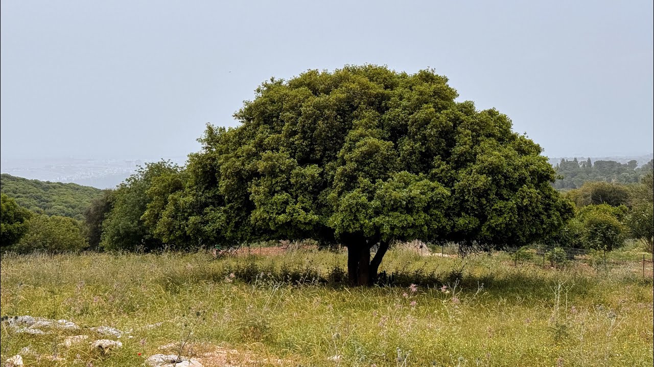 Carmelo - il monte del profeta Elia