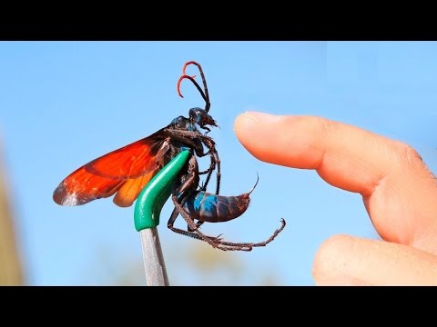 Самые опасные насекомые