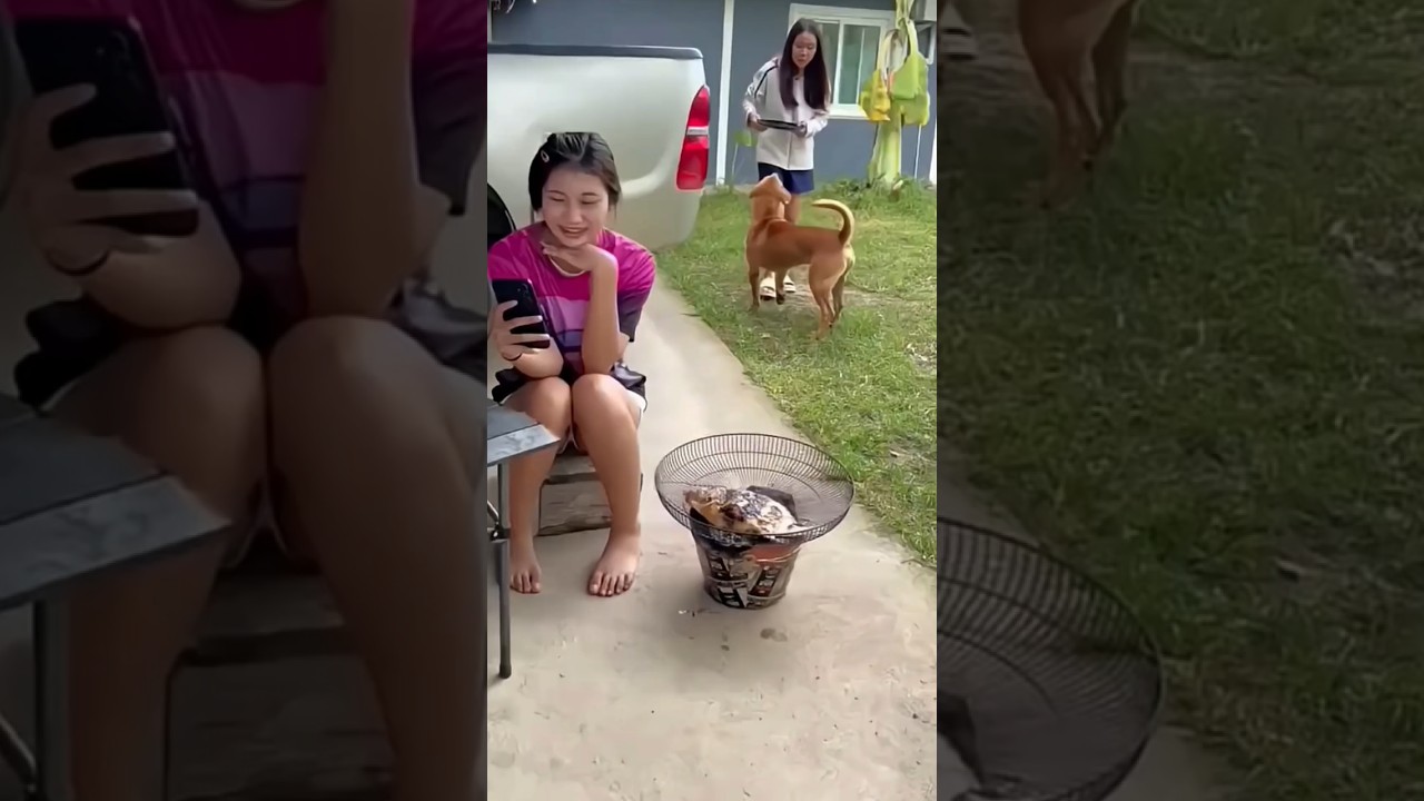 This Dog Ate Absolutely Everything! 😂 #funny #comedy #shortvideo #dontlaught #food #laugher