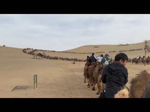 今年五一有多火？堵人堵車堵駱駝敦煌鳴沙山景區專設駱駝紅綠燈