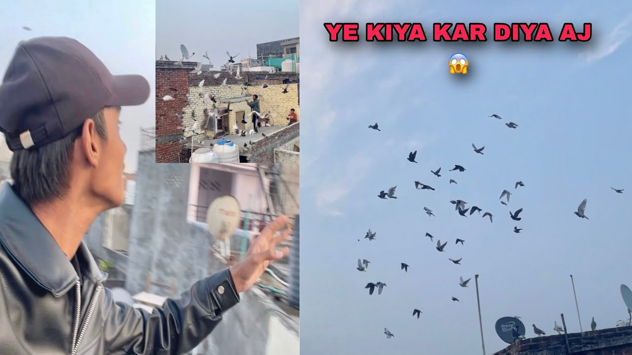 New Kabutro Ne ये क्या कर दिया😨🕊️