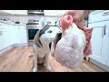 Husky vs Whole Raw Chicken for Thanksgiving! (ASMR)